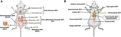 Beyond energy balance regulation: The underestimated role of adipose tissues in host defense against pathogens